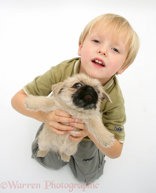 Child holding up Pugzu (Pug x Shih-Tzu) pup, white background