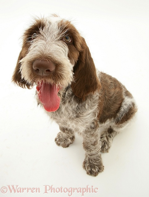 Brown Roan Spinone pup Wilson, 12 weeks old, sitting with tongue out, white background