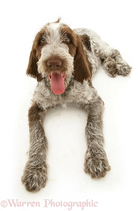 Brown Roan Spinone pup Wilson, 12 weeks old, lying with head up and tongue out, white background