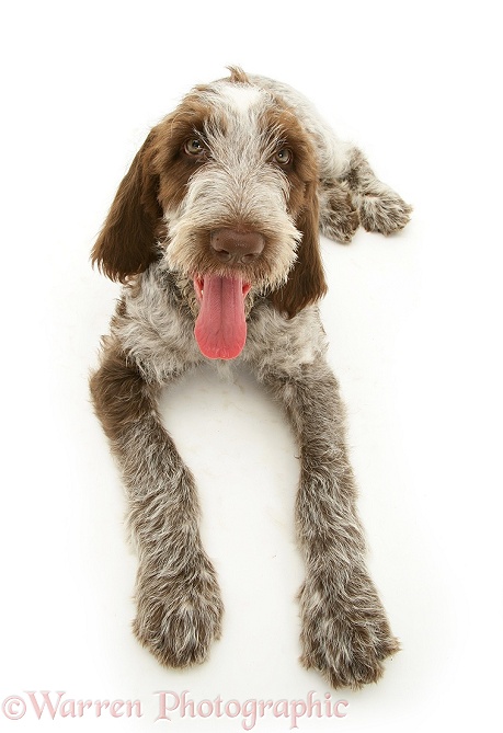 Brown Roan Spinone pup Wilson, 12 weeks old, lying with head up and tongue out, white background