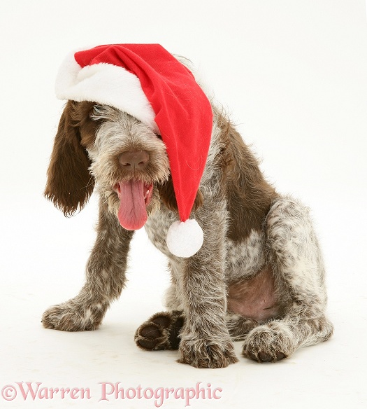 Brown Roan Spinone pup Wilson, 12 weeks old, with Father Christmas hat on, white background