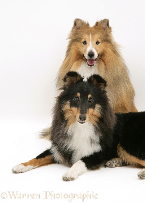 Sable and Tricolour Shetland Sheepdogs, white background