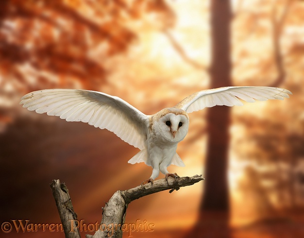 Barn Owl (Tyto alba) with autumn sunbeams.  Worldwide