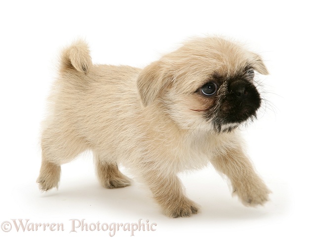 Pugzu (Pug x Shih-Tzu) pup, white background