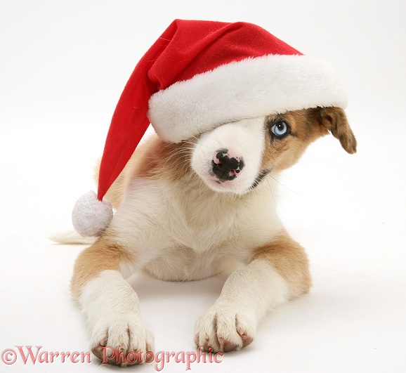 Blue-eyed red merle Border Collie pup, Zeb, wearing a Father Christmas hat, white background