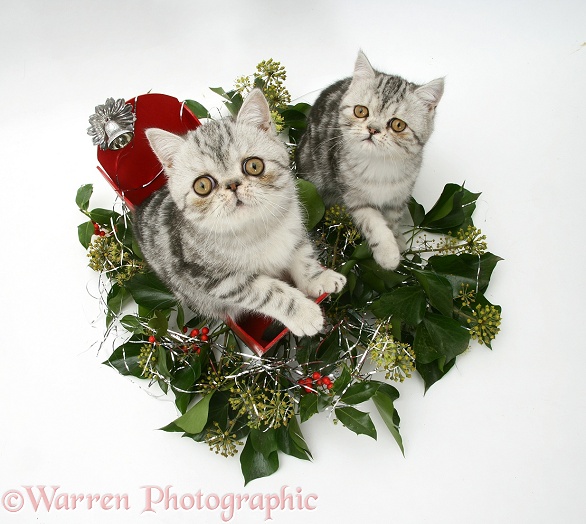 Blue-silver Exotic Shorthair kittens in a miniature sledge with holly and ivy, white background