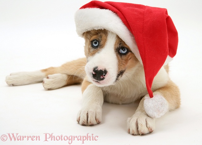 Blue-eyed red merle Border Collie pup, Zeb, wearing a Father Christmas hat, white background
