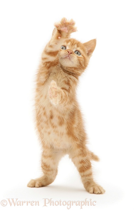 Red tabby British Shorthair kitten reaching up, white background