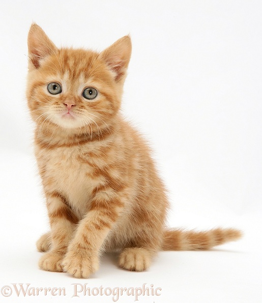 Red tabby British Shorthair kitten, white background