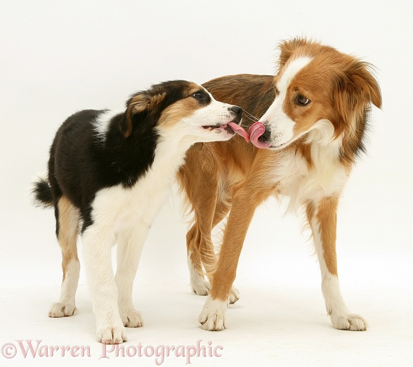 Tricolour Border Collie pup with his sable mother Lollipop, licking noses, white background