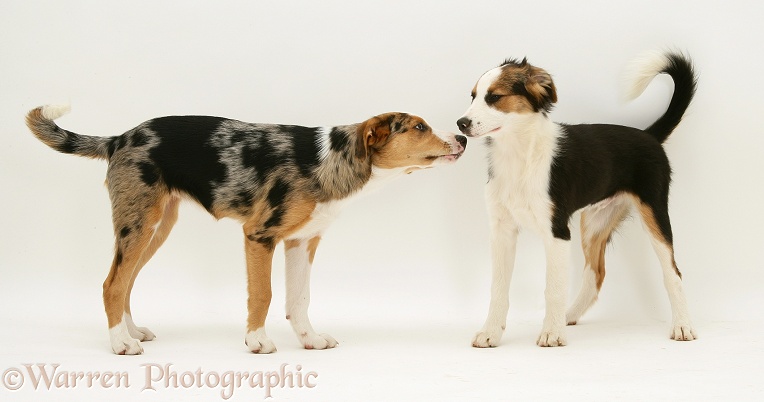 Tricolour and merle Border Collie pups, brother and sister, white background