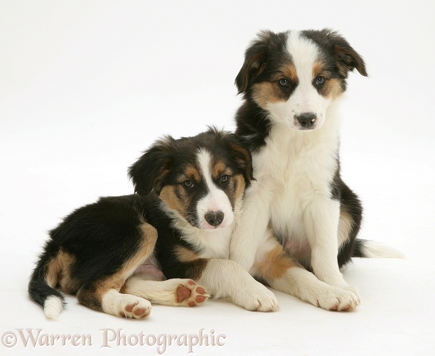 Tricolour Border Collie pups, brothers, white background