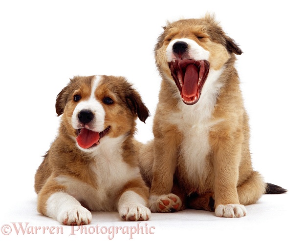 Sleepy sable Border Collie pups yawning, white background