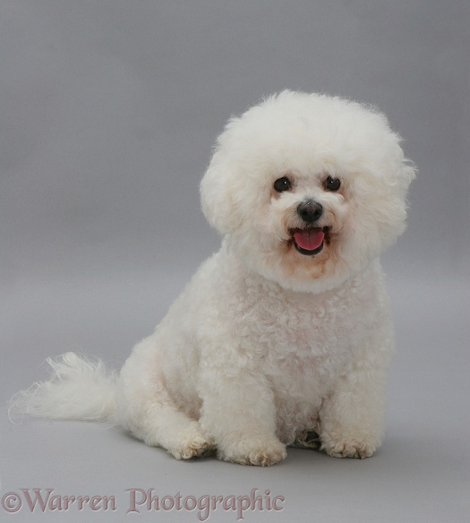 Bichon Frise Ruly sitting