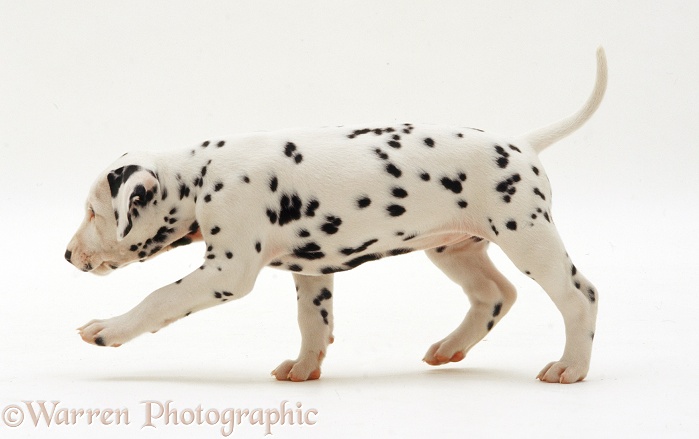 Dalmatian puppy walking, white background
