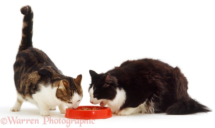 Black-and-white cat Fat Felix with his Tabby-and-white friend Lily eating from the same dish, white background