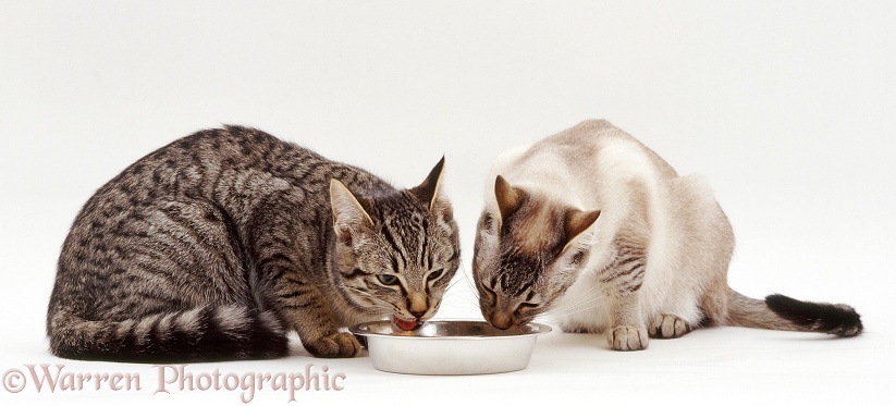 Tabby and tabby-point Siamese-cross siblings eating tinned cat food from a stainless steel bowl, white background