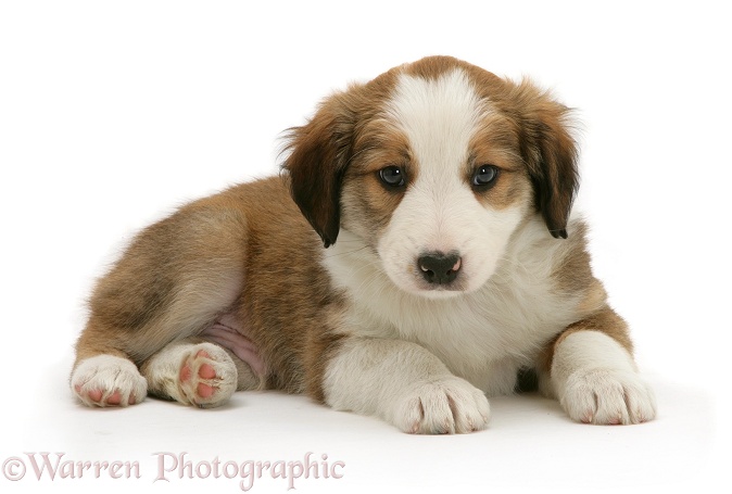 Sable-and-white Border Collie pup, white background