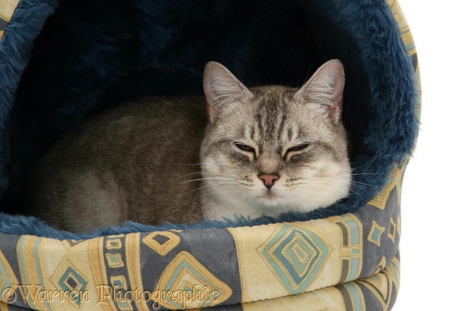 Bengal x Birman female cat, Spice, sleeping in an igloo bed, white background