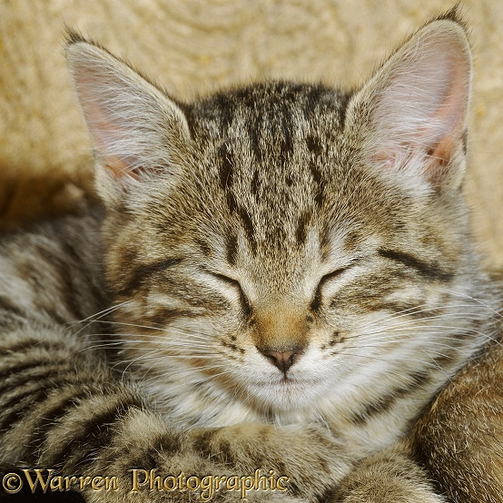 Sleepy pale tabby female kitten, 8 weeks old