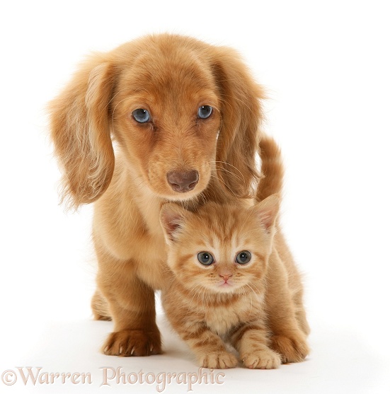Cream Dapple Miniature Long-haired Dachshund pup with British Shorthair red tabby kitten, white background