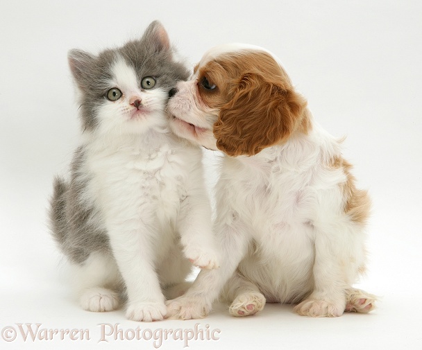 Cavalier King Charles Spaniel puppy with grey-and-white kitten, white background
