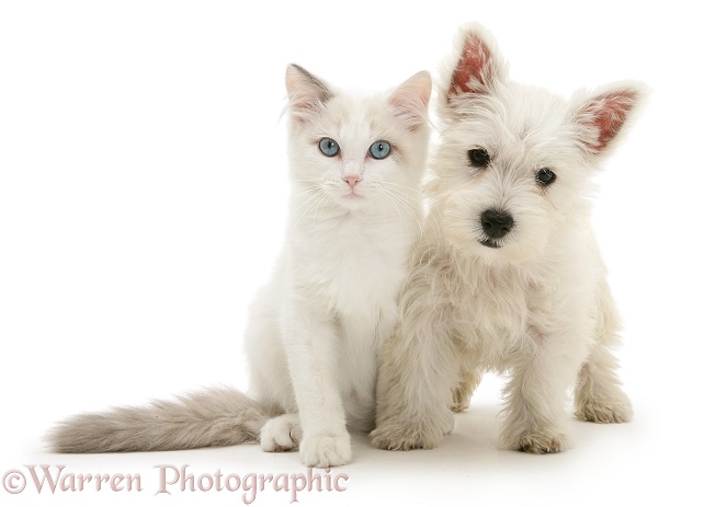 Blue-eyed Ragdoll cat with West Highland White Terrier pup, white background