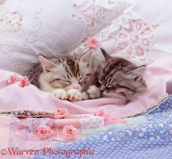 Two Chinchilla-cross Silver tabby kittens asleep in a bed with roses