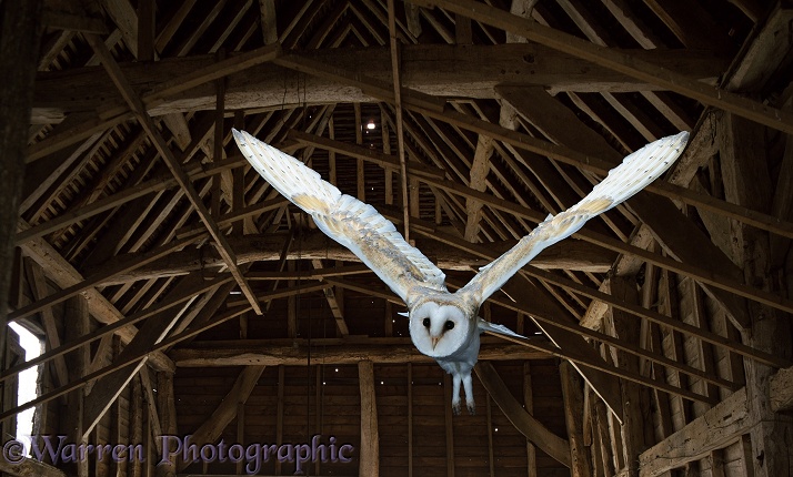 Barn Owl (Tyto alba) flying in an ancient hay barn.  Worldwide