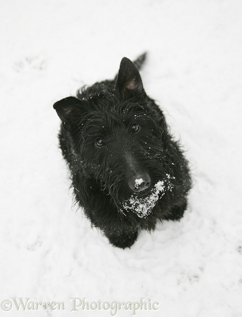 Scottish Terrier Angus in the snow