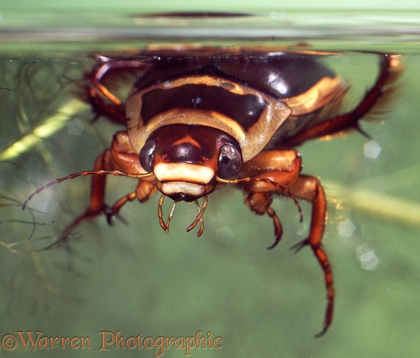 Great Diving Beetle (Dytiscus marginalis) portrait of male.  Europe