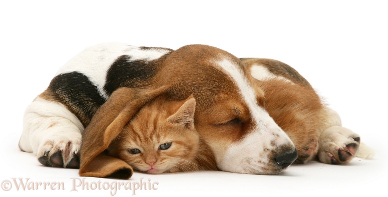 Ginger kitten under the ear of a sleeping Basset pup, white background