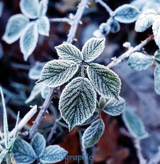 Frosty bramble leaf