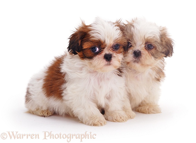 Two Shih-tzu pups, 7 weeks old, white background