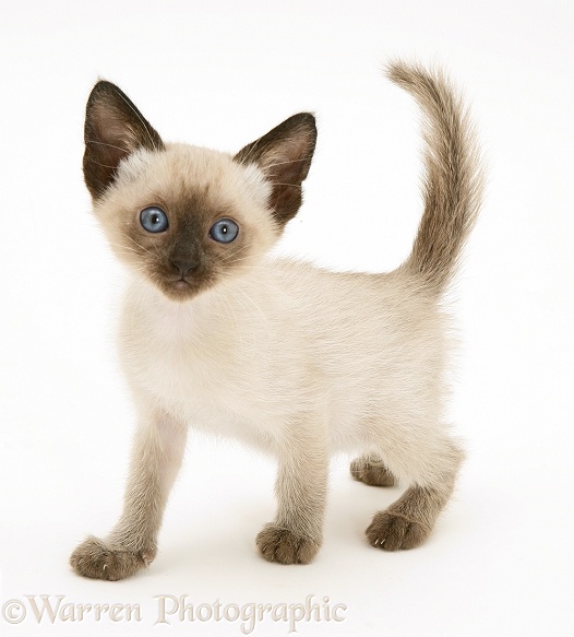 Blue-point Siamese kitten, white background