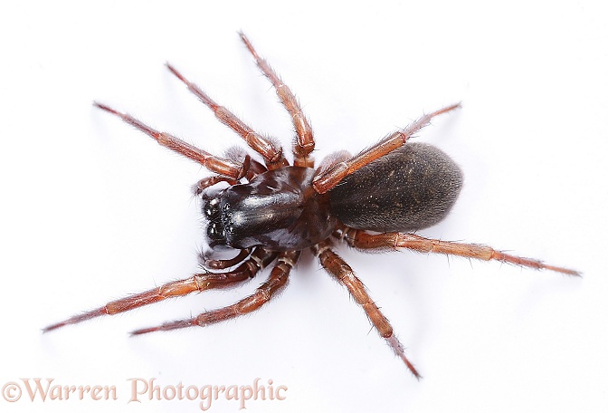 Ground-living spider (Coelotes terrestris).  Europe, white background
