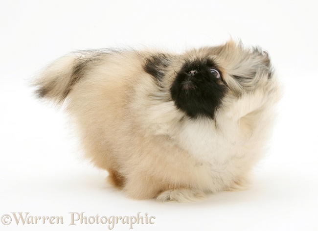 Pekingese pup, Mop, shaking, white background