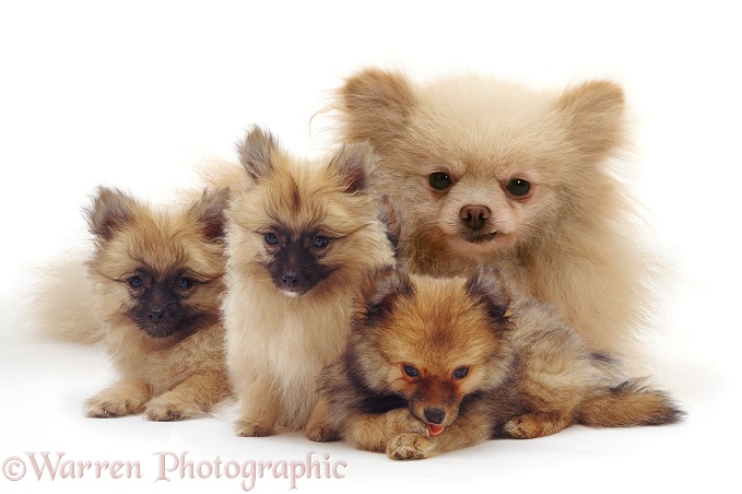 Pomeranian mother and puppies, white background