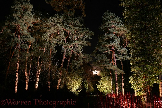 Flood-lit trees.  Gloucestershire, England