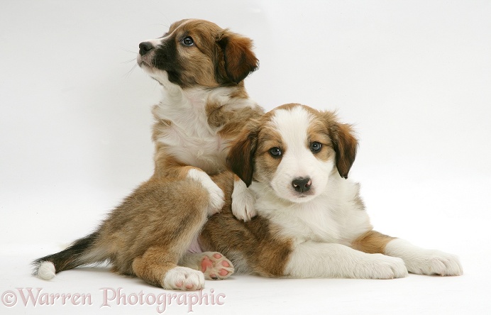 Two sable Border Collie pups, 8 weeks old, white background
