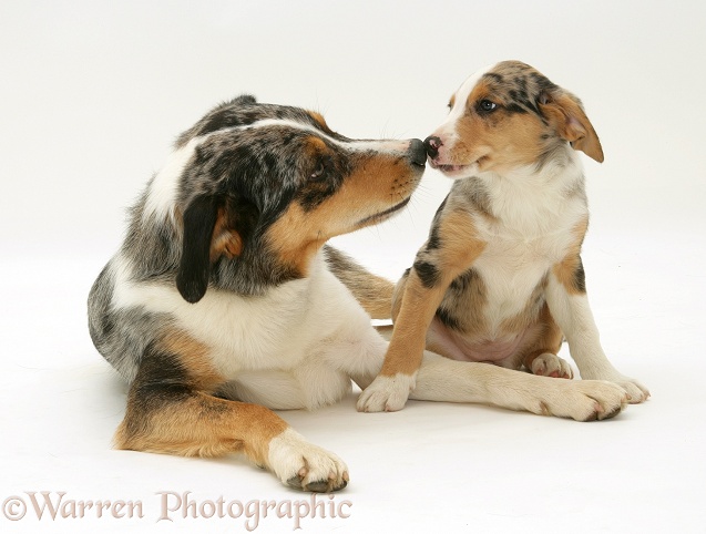 Merle Border Collie dog Kai with his merle pup Kailie, 8 weeks old, white background