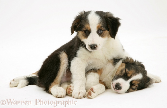 Two tricolour Border Collie pups, 8 weeks old brothers, white background