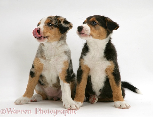 Merle and tricolour Border Collie pups, 8 weeks old, white background