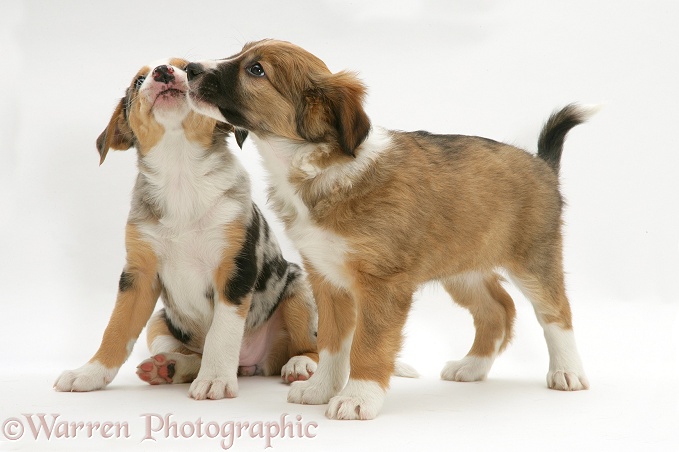 Merle & sable Border Collie pups, 8 weeks old sisters, white background