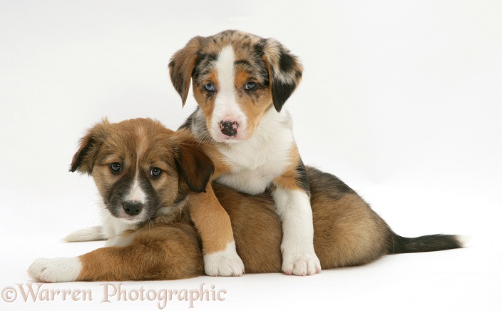 Merle & sable Border Collie pups, 8 weeks old sisters, white background