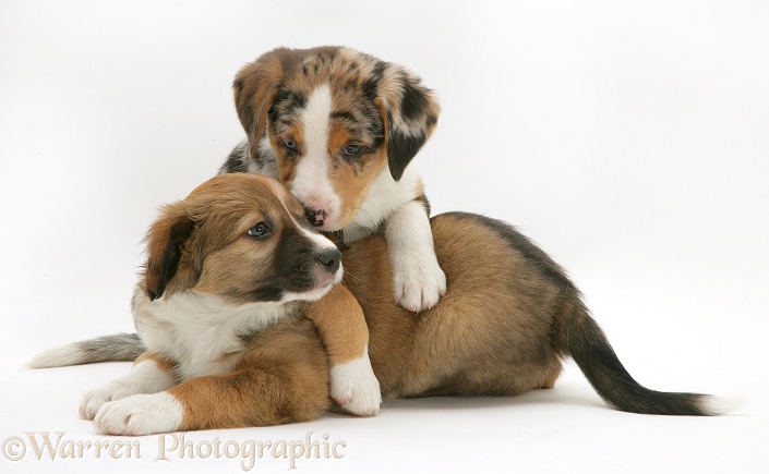 Merle and sable Border Collie pups, 8 weeks old, white background