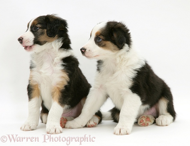 Two tricolour Border Collie pups, 8 weeks old brothers, white background