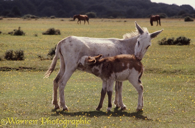 Donkey mare with suckling foal