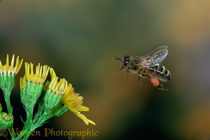 Honey Bee (Apis mellifera) worker in flight with full pollen sacs.  Worldwide