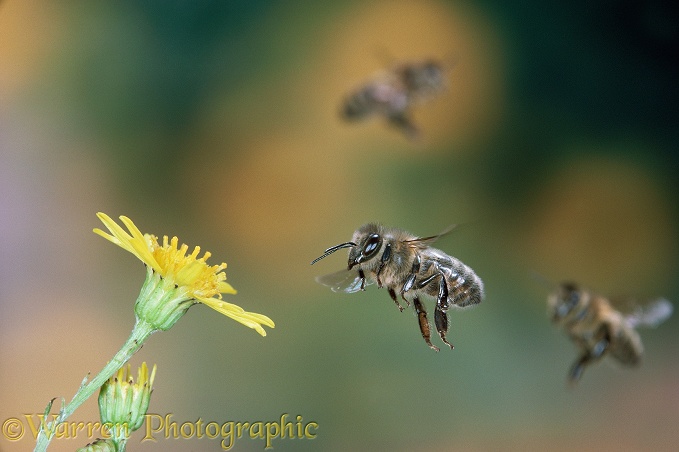 Honey Bee (Apis mellifera) workers in flight.  Worldwide